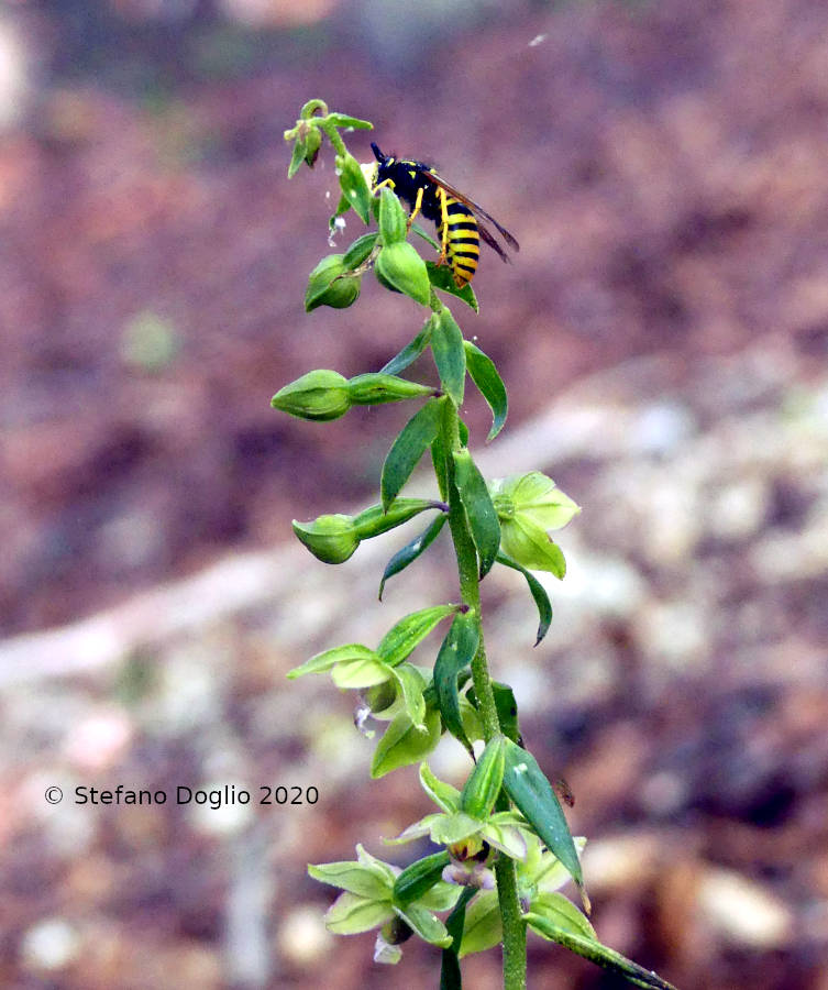 Vespula germanica? No, Dolichovespula sp., maschio